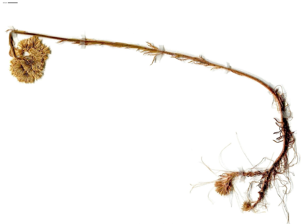 Sedum forsterianum (Crassulaceae)